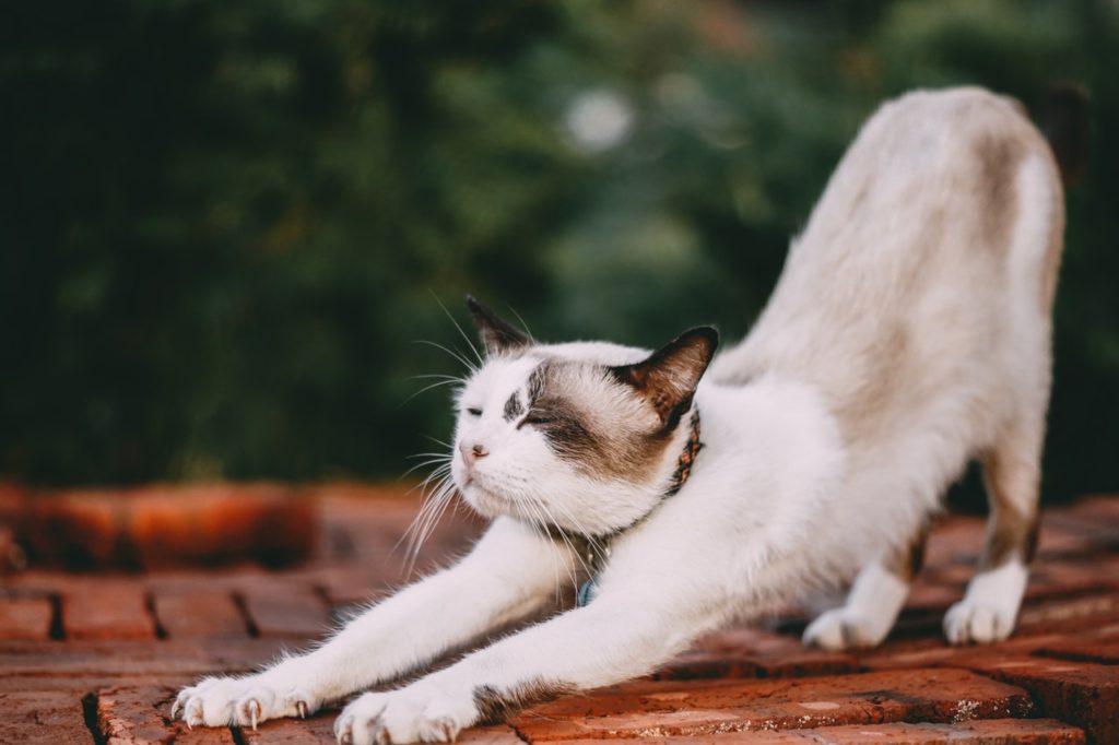 Oeorganics -  Stretch like a cat